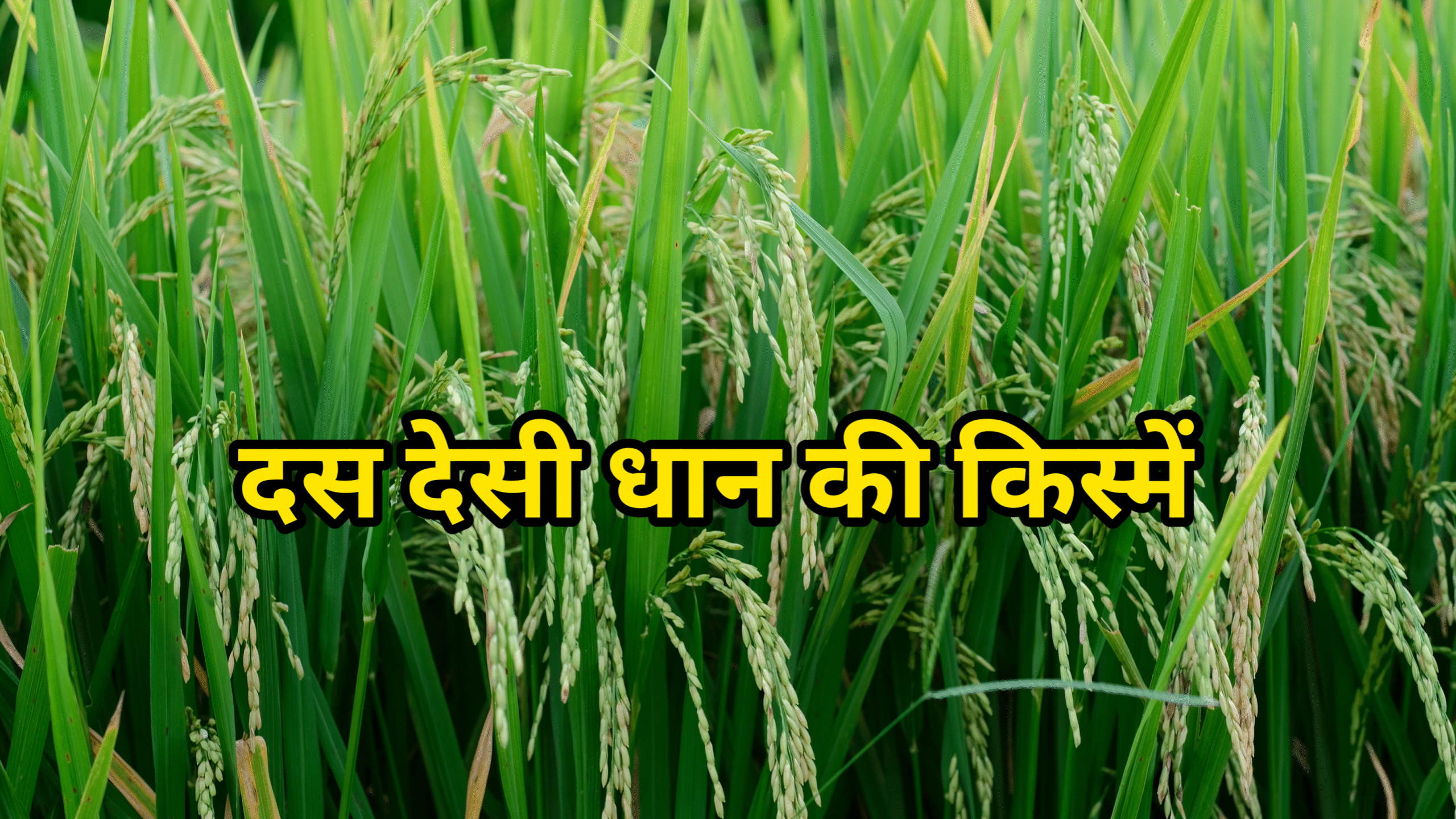 देसी धान की 10 किस्में : इन किस्मों को लगाकर करें ज्यादा पैदावार