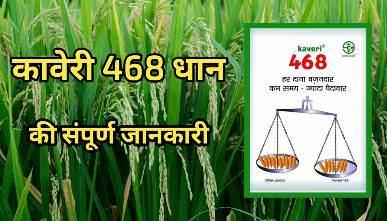 कावेरी 468 धान : उच्च उपज और गुणवत्ता वाली किस्म की पूरी जानकारी