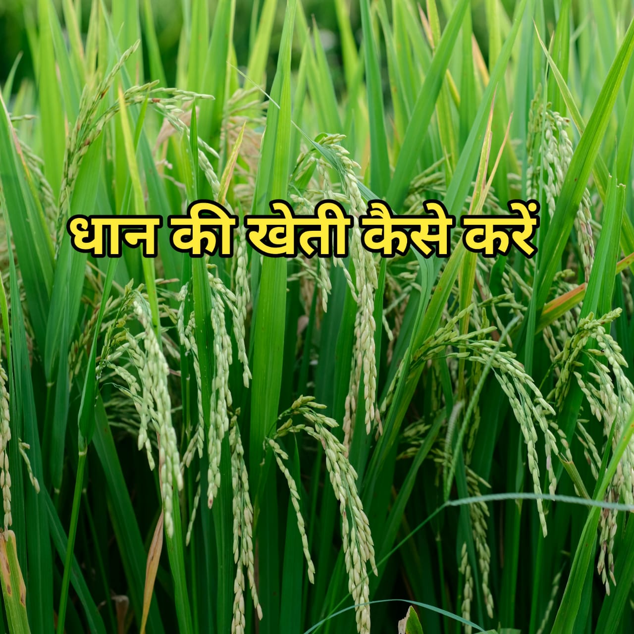 धान की खेती कैसे करें, जानिए सम्पूर्ण जानकारी